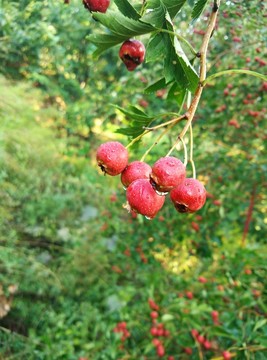 甜紅子山楂