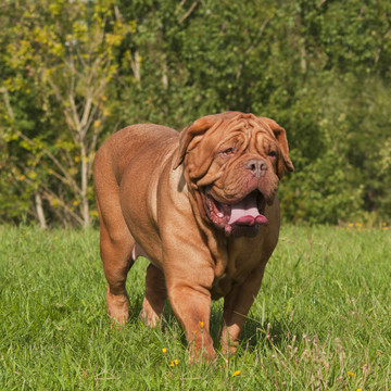 波爾多獒犬在夏季牧場