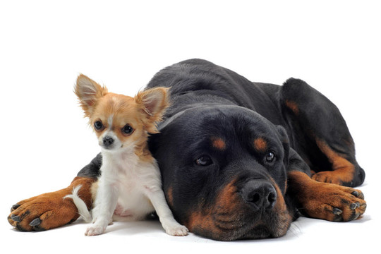 奇瓦瓦犬與小狗