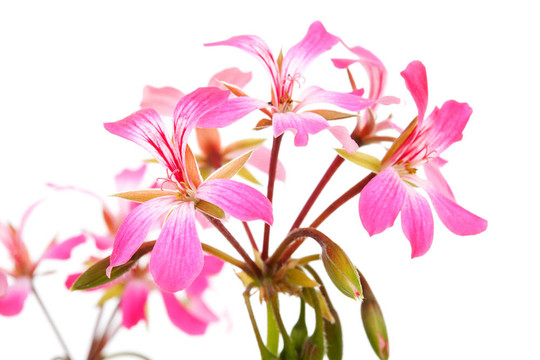 粉色天竺葵花朵特寫(xiě)