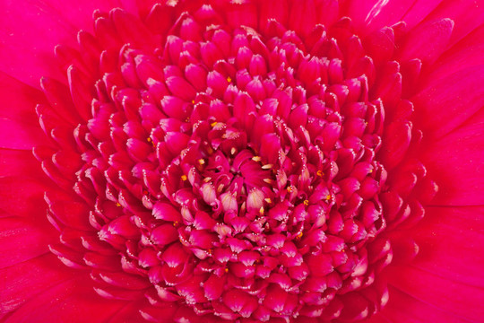 粉紅色的Gerber flower宏