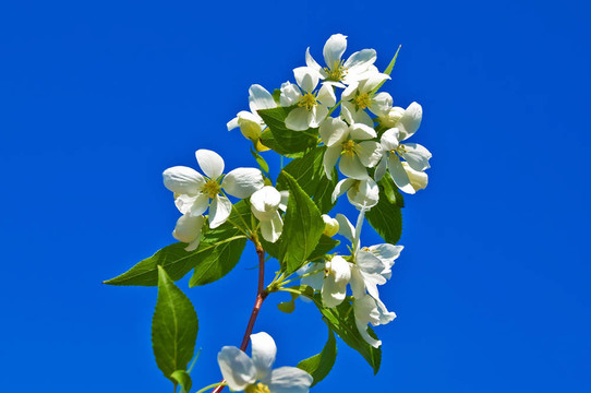 蘋(píng)果開(kāi)花枝