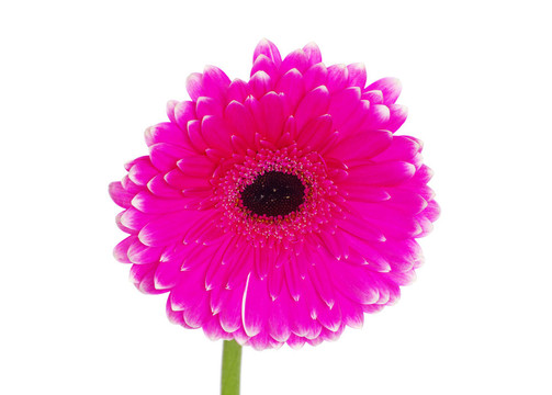 太陽花