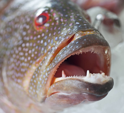 淡水石斑魚(yú)上冰