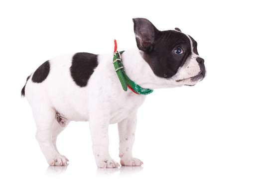 一個(gè)可愛的，害羞的法國(guó)斗牛犬側(cè)視圖