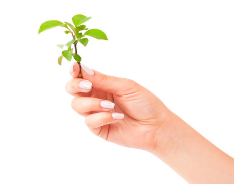 綠色植物在手