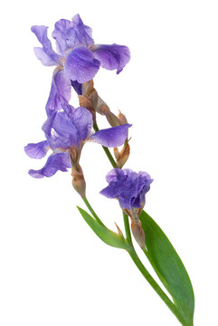 鳶尾花