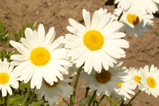 camomiles
