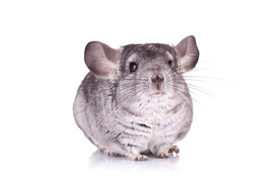 小灰鼠