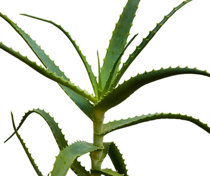 木立蘆薈