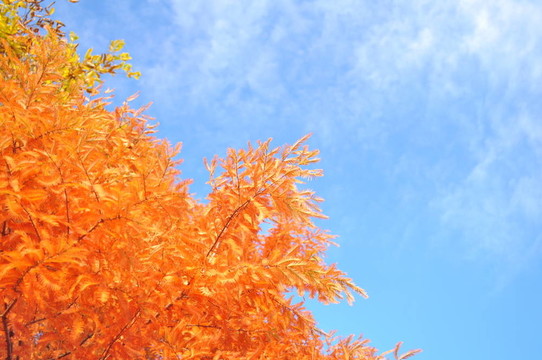 藍(lán)色的天空