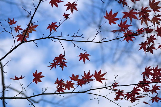 藍(lán)色的天空