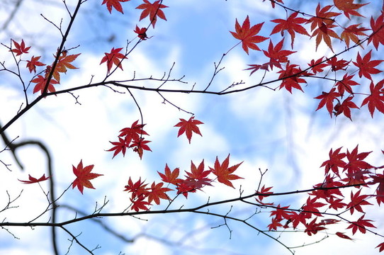 藍色的天空