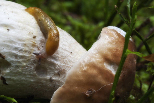 蝸牛移動(dòng)在牛肝菌蘑菇