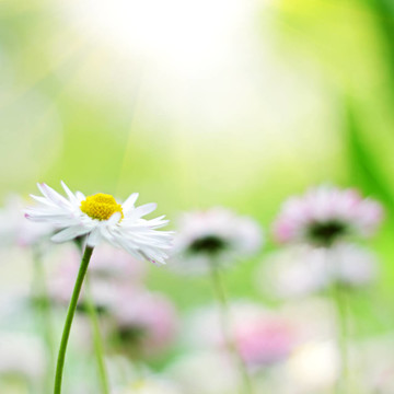 雛菊