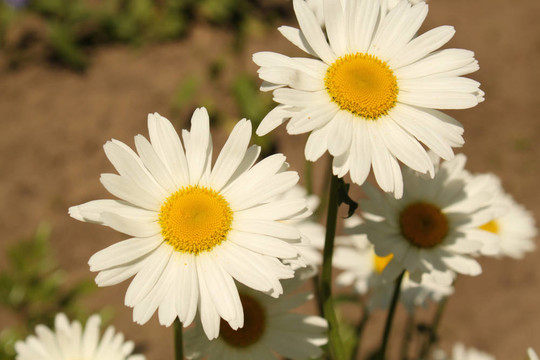 camomiles