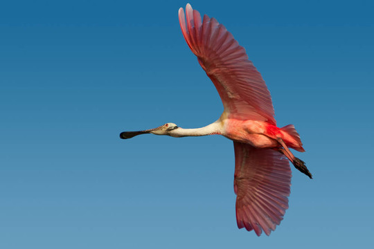 Roseate Spoonbill（platelea ajaja）