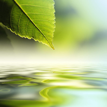 葉水
