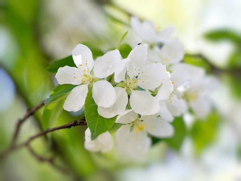 白色的花朵盛開(kāi)
