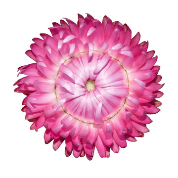 Pink Strawflower；蠟菊孤立White