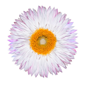 單Pink White Strawflower孤立White