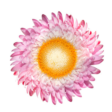 朵朵粉紅色的蠟菊蠟菊孤立White；