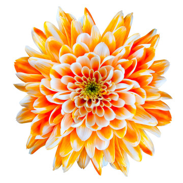 橙白色菊花
