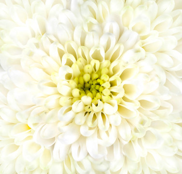 白菊花頭特寫
