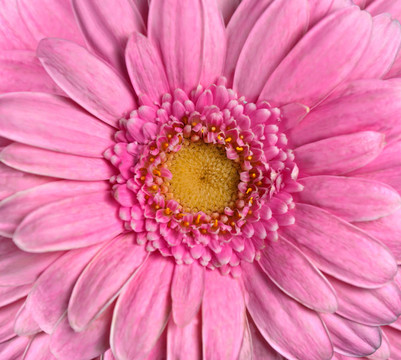 美麗的Pink Gerbera Flower。flowerhead特寫