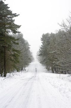 雪路穿過樹