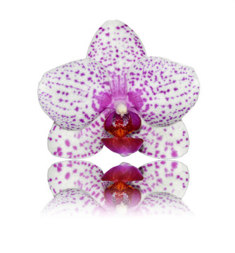 反射孤立White Pink Orchid