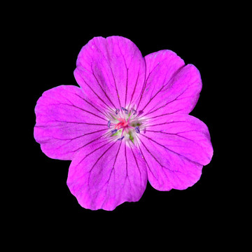 五花瓣紫色花在黑色背景上分離