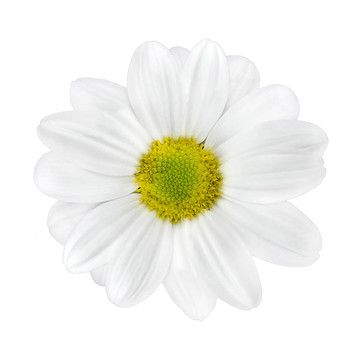 White Dahlia Flower用石灰綠色中心分離