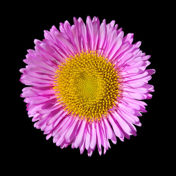 紫色英語雛菊花頭黑色隔離