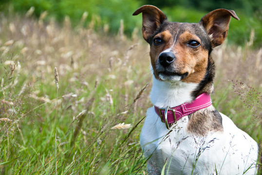 Jack Russel Terrier坐在高高的草