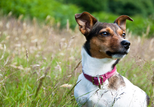 Jack Russel Terrier坐在高高的草