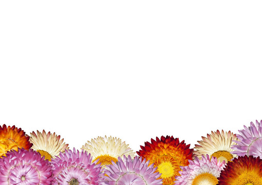 排在白色背景的Colorful Strawflowers