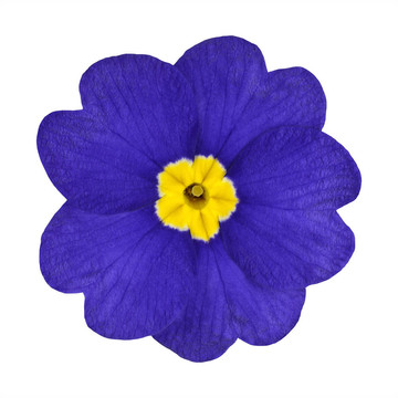 藍(lán)色和黃色的櫻草花分離