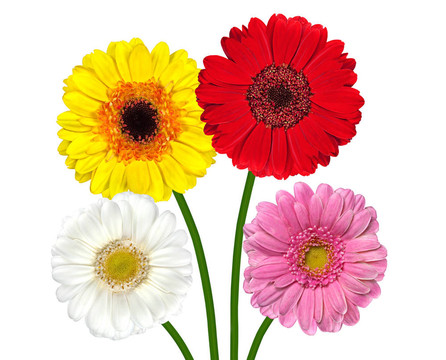 四彩色Gerber Flowers孤立White