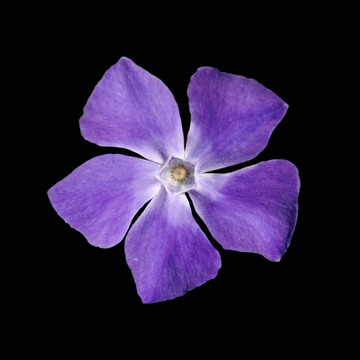 長春花紫色花小蔓長春孤立的黑色