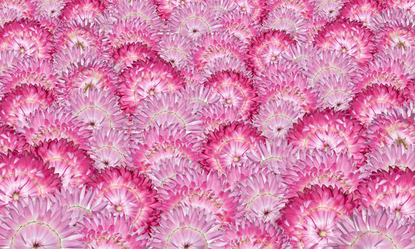 各種Pink Strawflowers Background