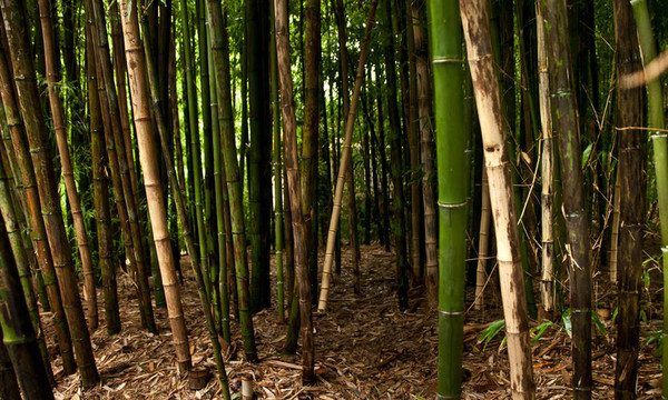 竹林