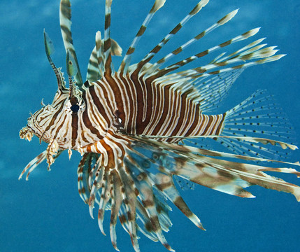 紅海獅子魚