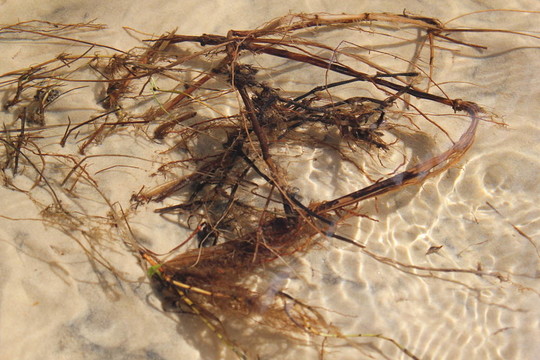 海藻
