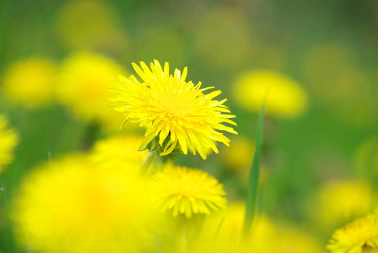 蒲公英