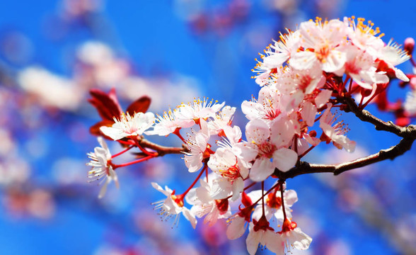 櫻桃樹開花