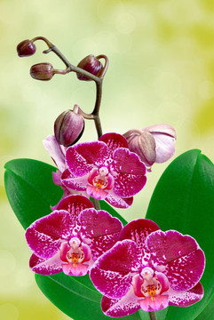 蘭花花特寫
