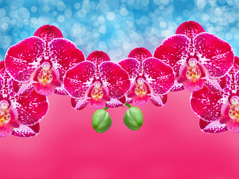 蘭花花特寫(xiě)