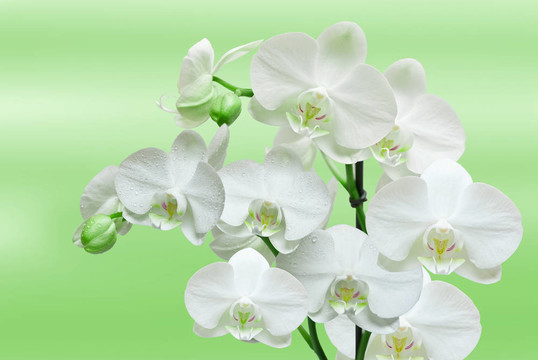 蘭花花特寫