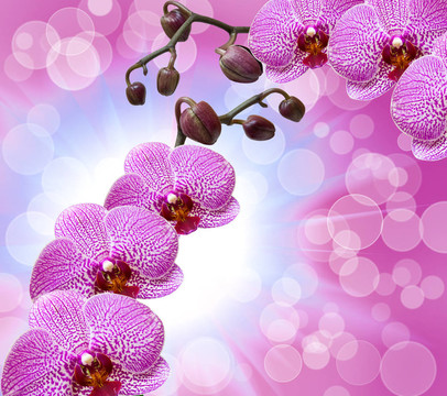 蘭花花特寫